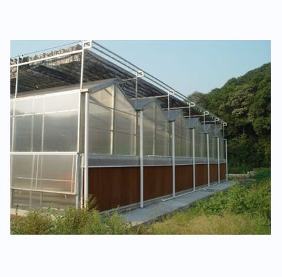 Serra agricola commerciale con sistema idroponico e rivestimento in fogli di 8 mm