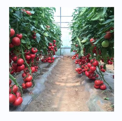 Piccola serra a pellicola ad alta galleria per la coltivazione di pomodori 6-10 m di larghezza