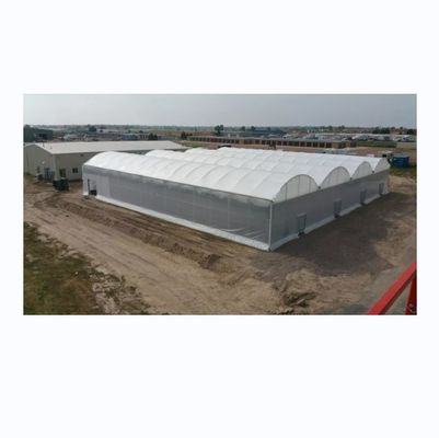 Serra per pomodori agricoli commerciali con sistema di raffreddamento