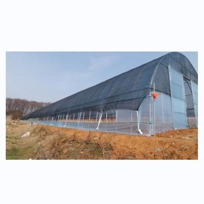 Serre agricole a lunghezza singola Serre a pellicola di rete per la coltivazione di pomodori