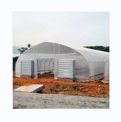 Serra a pellicola singola con ventilazione laterale e a tetto per la coltivazione di pomodori