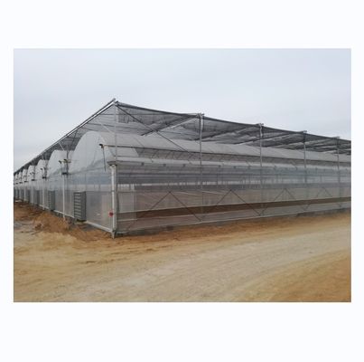 4.0-8.0M Altezza Agricoltura Multi Span Plastic Film Greenhouse For Tomato Turnkey Project