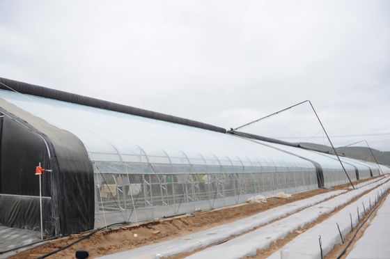 Aumentare la crescita delle colture invernali Serre agricole a singolo tratto Altura 3,5-5M