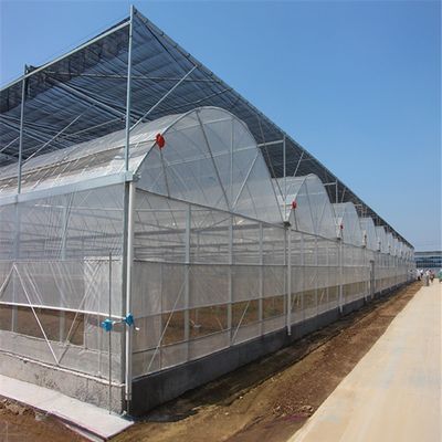 4.0-8.0M Altezza Agricoltura Multi Span Plastic Film Greenhouse For Tomato Turnkey Project