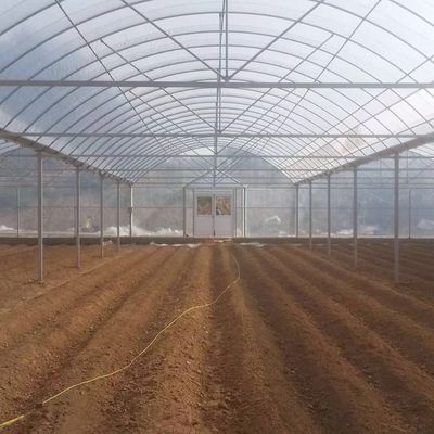 4.0-8.0M Altezza Agricoltura Multi Span Plastic Film Greenhouse For Tomato Turnkey Project