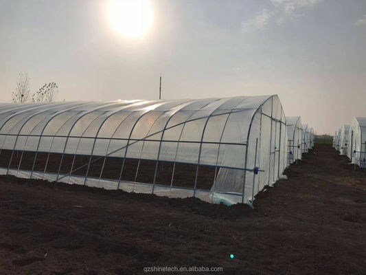 Serra a pellicola PE a lunghezza unica per pomodori con telaio in acciaio galvanizzato da 6 a 10 m di larghezza