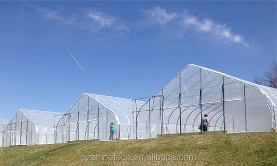 Serra a pellicola PE a lunghezza unica per pomodori con telaio in acciaio galvanizzato da 6 a 10 m di larghezza