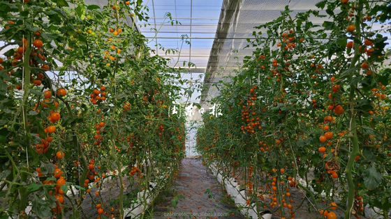 Serra agricola commerciale con sistema idroponico e rivestimento in fogli di 8 mm