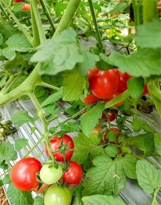 Film per serra per l'agricoltura a caldo galvanizzato a 10-100m di lunghezza