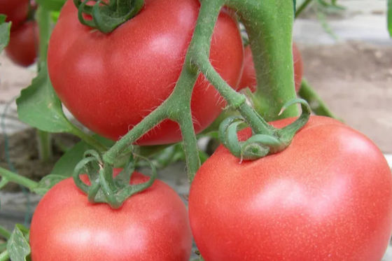 Film per serra per l'agricoltura a caldo galvanizzato a 10-100m di lunghezza