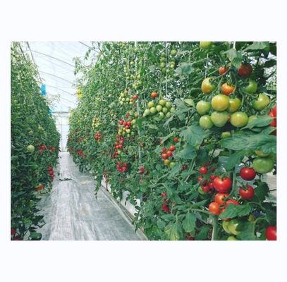 Serra agricola idroponica per pomodori per un rendimento maggiore in un unico progetto di span