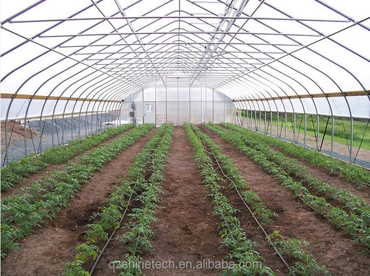 Serra agricola idroponica per pomodori per un rendimento maggiore in un unico progetto di span