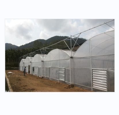 150/200 Serra a pellicola multi-spans per la coltivazione di pomodori in agricoltura