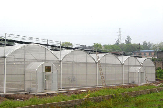 150/200 Serra a pellicola multi-spans per la coltivazione di pomodori in agricoltura