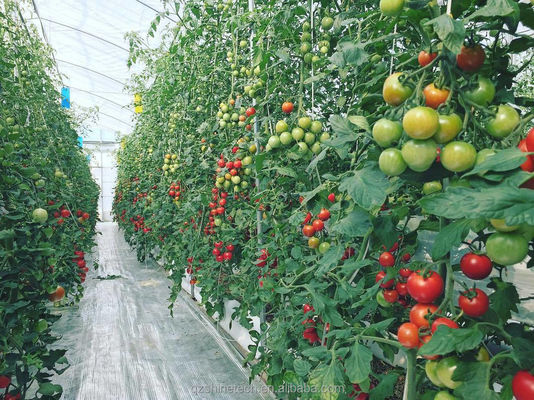 150/200micro Film Alto Tunnel Serra agricola per la coltivazione idroponica di pomodori