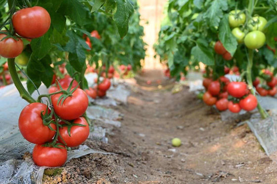 150/200micro Film Alto Tunnel Serra agricola per la coltivazione idroponica di pomodori