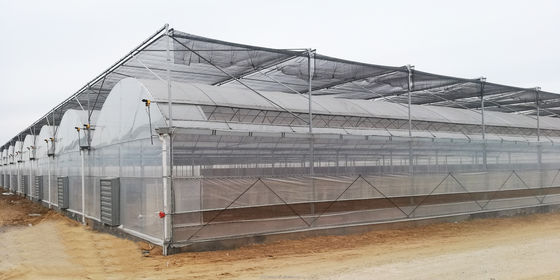 150/200 Serra a pellicola multi-spans per la coltivazione di pomodori in agricoltura