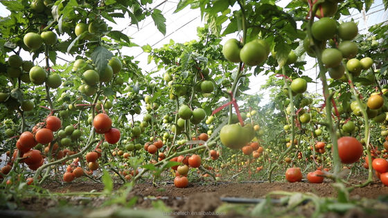 Serra agricola mono-spano rivestita con pellicola per la coltivazione idroponica