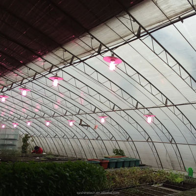 Serre solari invernali Serre agricola calda con telaio in acciaio galvanizzato
