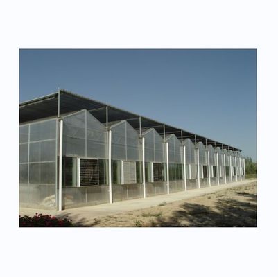 Serra multi-span a copertura in policarbonato da 8 mm a resistenza super forte per pomodori