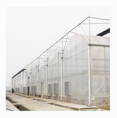 PE Serra multi-span per la coltivazione e l'agricoltura di pomodori in climi tropicali