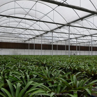 PE Serra multi-span per la coltivazione e l'agricoltura di pomodori in climi tropicali