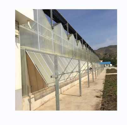 Ortaggi Frutti Fiori Serre agricole multi-span con sistemi idroponici