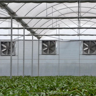 PE Serra multi-span per la coltivazione e l'agricoltura di pomodori in climi tropicali