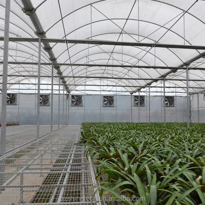 PE Serra multi-span per la coltivazione e l'agricoltura di pomodori in climi tropicali