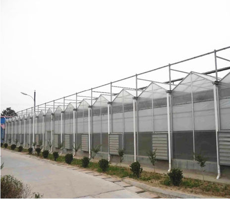 Coltivazione di pomodori Agricoltura Serre Produttori in stile Venlo con copertura in foglio PC