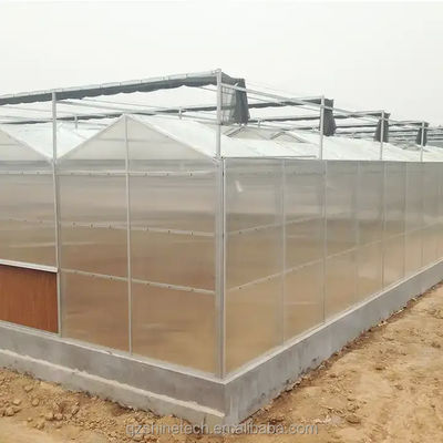 Coltivazione di pomodori Agricoltura Serre Produttori in stile Venlo con copertura in foglio PC