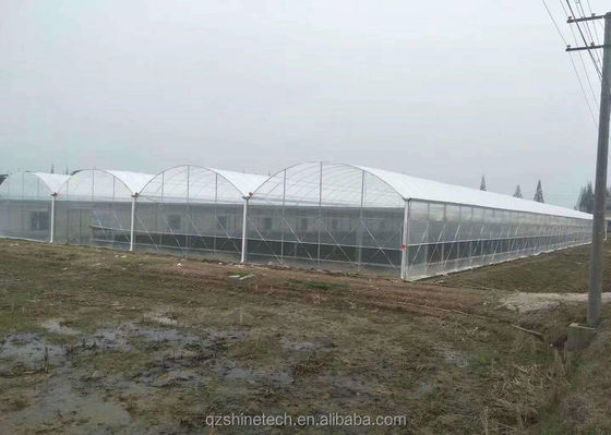 Dimensioni personalizzabili Serre agricole multi-span con tubo di acciaio galvanizzato a caldo