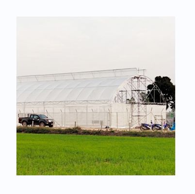 Serra a singolo tunnel con pellicola di protezione UV PE da 200 micron per la coltivazione di pomodori e cetrioli