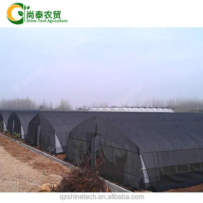 Serra a singolo tunnel con pellicola di protezione UV PE da 200 micron per la coltivazione di pomodori e cetrioli