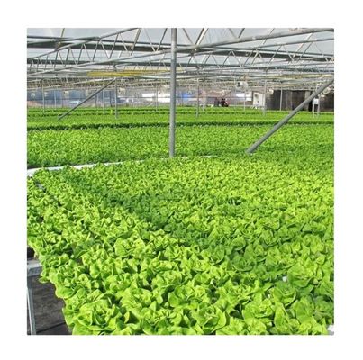 Video Ispezione in uscita Serra idroponica per la produzione di verdure a foglia verde