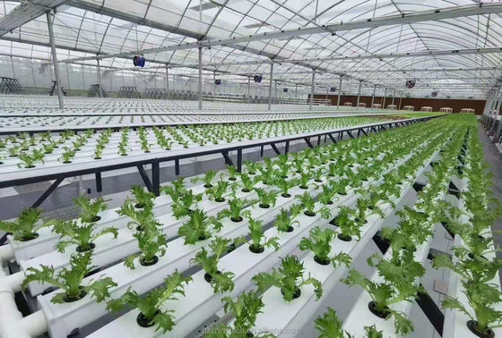 Video Ispezione in uscita Serra idroponica per la produzione di verdure a foglia verde
