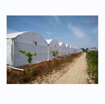 8m-12m larghezza di spirale serra completamente automatizzata per l'agricoltura superiore