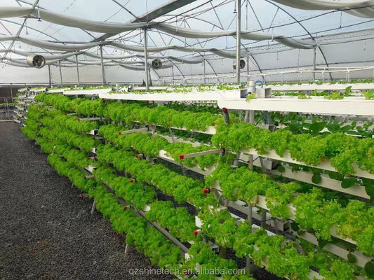 Video Ispezione in uscita Serra idroponica per la produzione di verdure a foglia verde