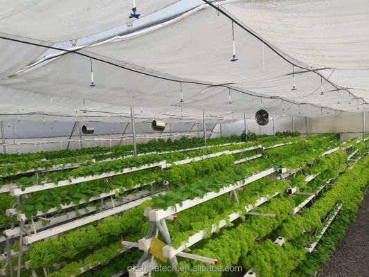 Video Ispezione in uscita Serra idroponica per la produzione di verdure a foglia verde