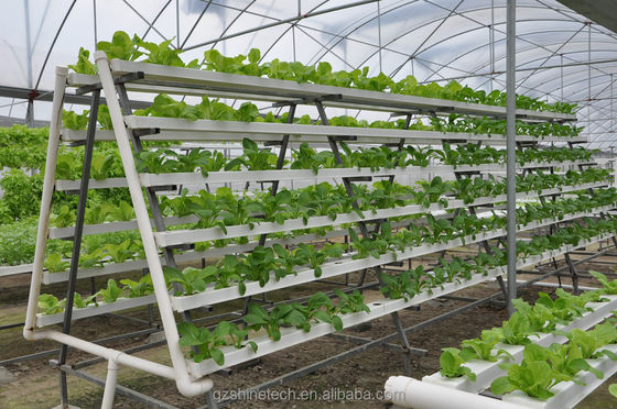 Video Ispezione in uscita Serra idroponica per la produzione di verdure a foglia verde