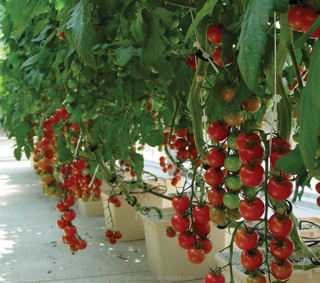 30*25*23cm sistema di coltivazione idroponica per pomodori, cetrioli e pepe