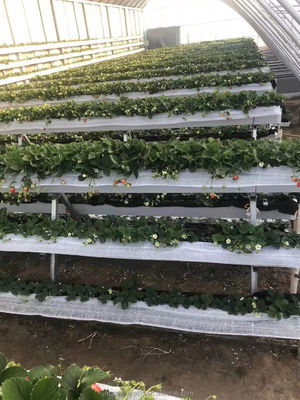 Serra vegetale rivestita con pellicola Tre pareti di terra per il riscaldamento invernale singolo strato