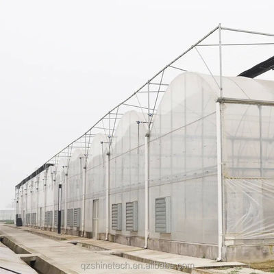 Serra a pellicola a strato singolo con telaio in acciaio galvanizzato per l'agricoltura commerciale su larga scala