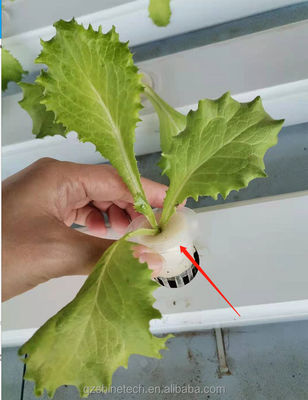 Provvedimento di ispezione video 100*50mm PVC Planting Gully per la coltivazione idroponica NFT personalizzata