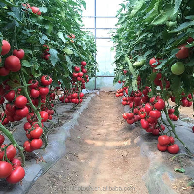 Sistema di raffreddamento Serre agricole a singolo tratto per l'agricoltura dei pomodori