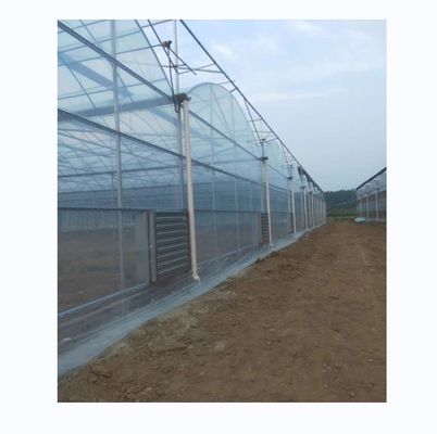 Shine Tech Multi Span Plastic Film Greenhouse per la coltivazione di pomodori e fragole