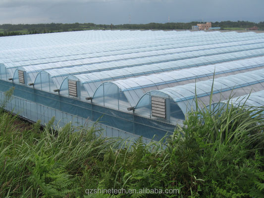 Shine Tech Multi Span Plastic Film Greenhouse per la coltivazione di pomodori e fragole