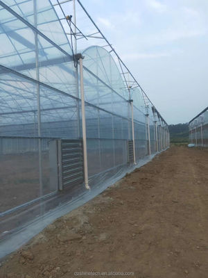 Shine Tech Multi Span Plastic Film Greenhouse per la coltivazione di pomodori e fragole