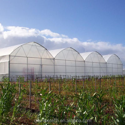 Shine Tech Multi Span Plastic Film Greenhouse per la coltivazione di pomodori e fragole
