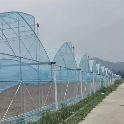 Shine Tech Multi Span Plastic Film Greenhouse per la coltivazione di pomodori e fragole